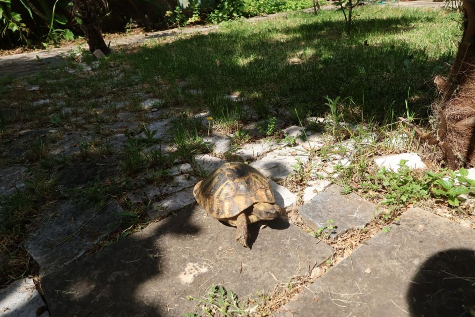 original_1749220161_img_0377.jpg