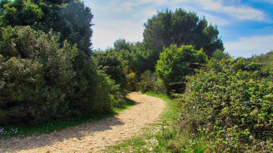 original_1753435706_magical-forest-6164017.jpg