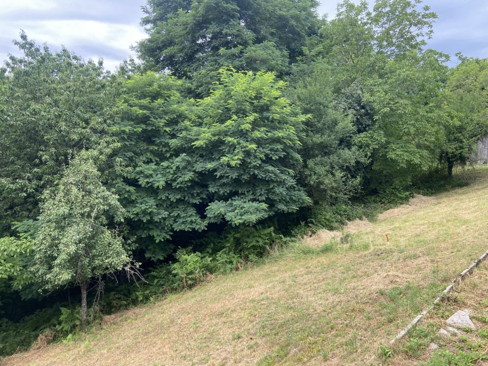 original_1783579654_img_4617.jpeg